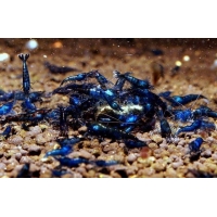 Neocaridina Heteropoda Blue Velvet 1-1,5cm